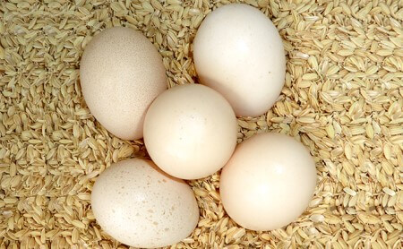 鳥骨鶏の卵 イメージ