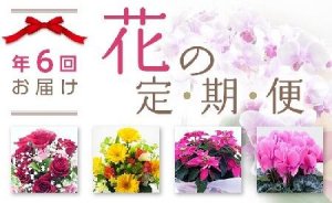 季節のお花定期便【隔月・1年間】