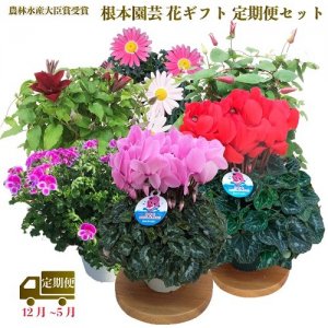 花の鉢植え定期便（12～5月・毎月お届け）