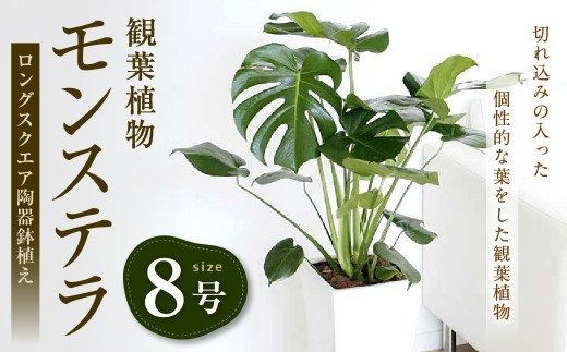 観葉植物 モンステラ 8号サイズ ロングスクエア 陶器鉢植え イメージ