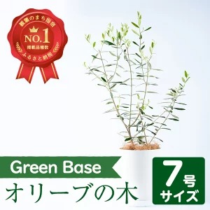 オリーブの木7号サイズ(約70cm)南国鹿児島県で育った観葉植物！【GreenBase】