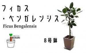 【観葉植物 】フィカス·ベンガレンシス8号陶器ホワイト鉢