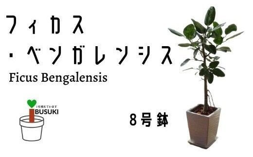 【観葉植物 】フィカス·ベンガレンシス8号陶器ホワイト鉢 イメージ