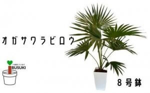 【観葉植物】オガサワラビロウ8号(Green Base)