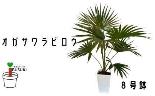 【観葉植物】オガサワラビロウ8号(Green Base) イメージ