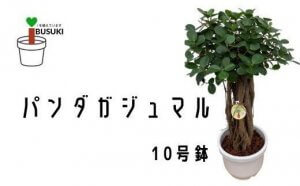 【観葉植物】パンダガジュマル10号リン鉢(前園植物園)
