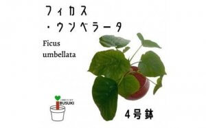 【観葉植物】フィカス·ウンべラータ4号ガラス鉢